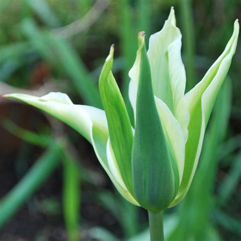 Tulipa 'Greenstar' (Lily-Flowered Tulip)